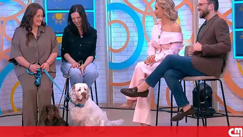 Imagem do projeto “O Lado Cão da Vida”