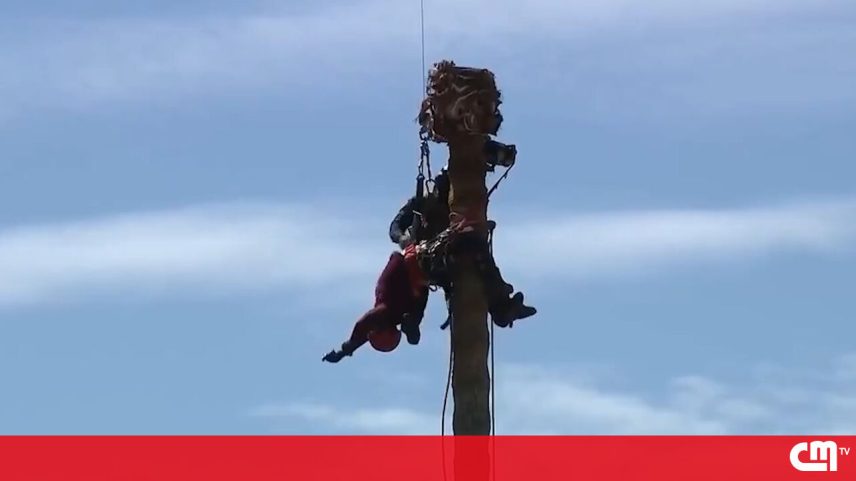 Bombeiros resgatam trabalhador em palmeira a 20 metros de altura nos EUA
