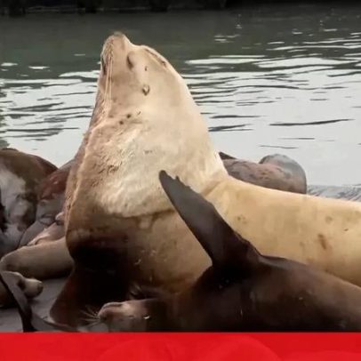 Leão-marinho gigante invade cais em São Francisco e vira estrela