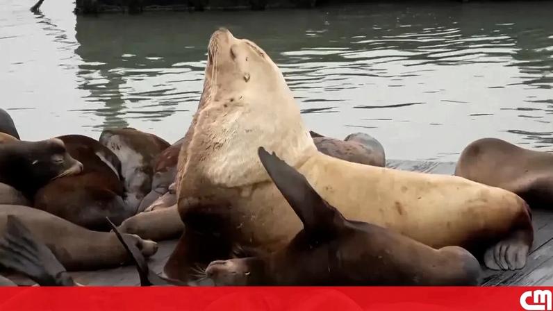 Leão-marinho gigante invade cais em São Francisco e vira estrela