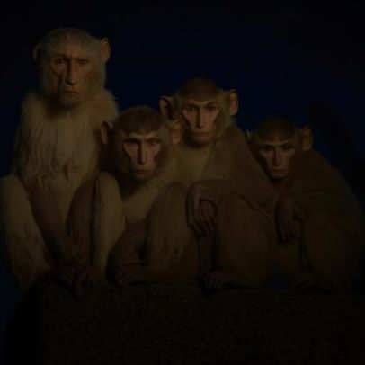 Macacos aprendem a comer terra para digerir plástico de turistas