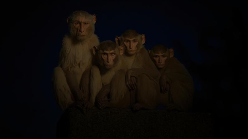 Macacos aprendem a comer terra para digerir plástico de turistas