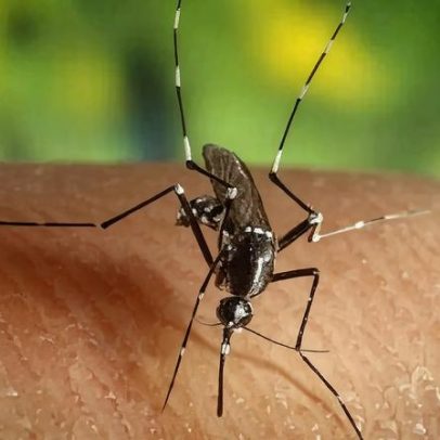 A malária influenciou a dispersão das primeiras populações humanas