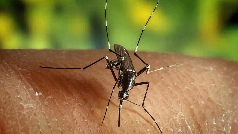 A malária influenciou a dispersão das primeiras populações humanas