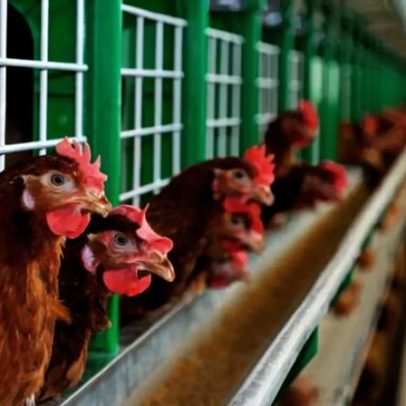 DGAV levanta confinamento das aves, mas gripe não está extinta