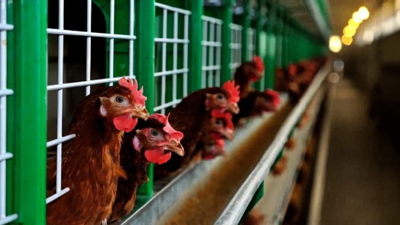DGAV levanta confinamento das aves, mas gripe não está extinta