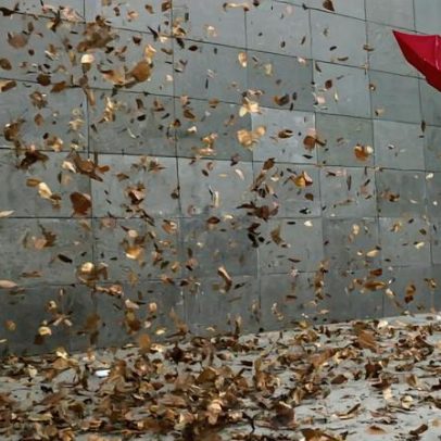 Vento extremo derruba telhados e árvores em aldeia de Vinhais