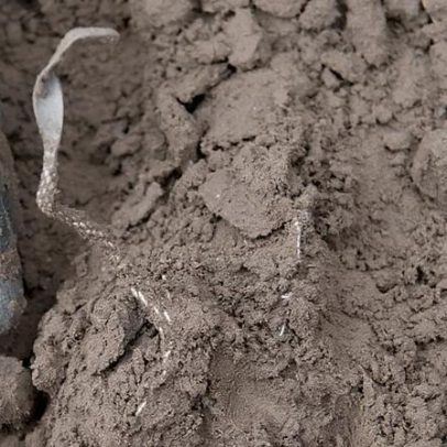 Primeiro ovo de antepassado de mamífero com 250 milhões de anos é descoberto