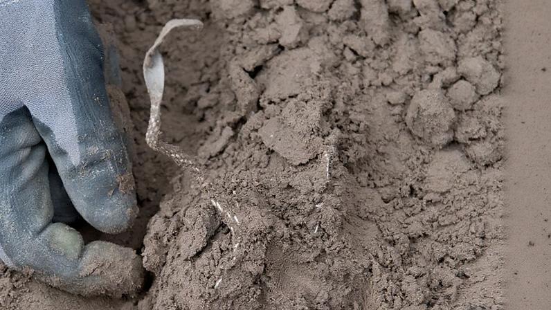 Primeiro ovo de antepassado de mamífero com 250 milhões de anos é descoberto