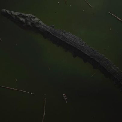 Homem morre atacado por crocodilo durante banho num rio em Moçambique