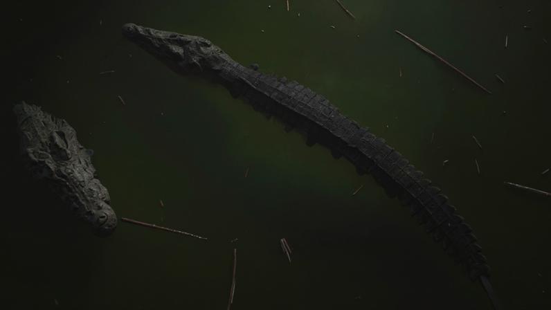 Homem morre atacado por crocodilo durante banho num rio em Moçambique