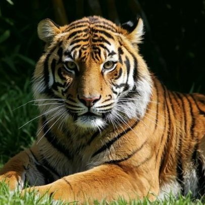 Último tigre de circo em Portugal entregue a santuário espanhol