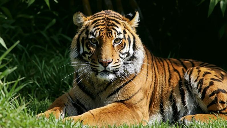 Último tigre de circo em Portugal entregue a santuário espanhol