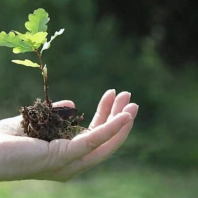Nova plataforma lança Portugal rumo a uma agricultura mais resiliente