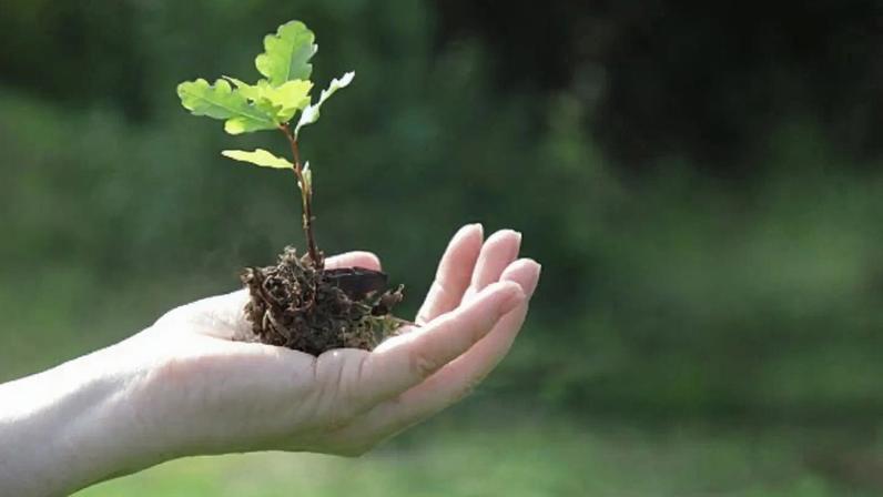 Nova plataforma que ajuda Portugal a plantar com mais resiliência é hoje lançada