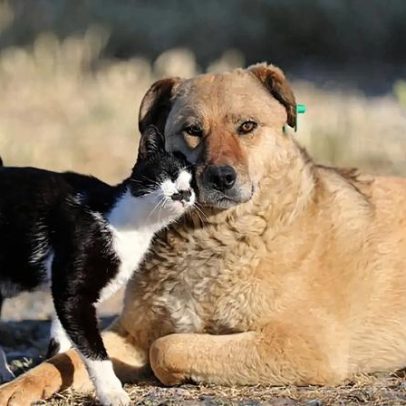 PAN lança plataforma para mapear desigualdades no bem-estar animal