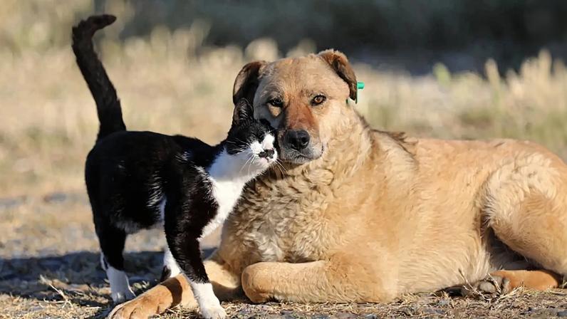 PAN lança plataforma para mapear desigualdades no bem-estar animal