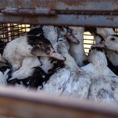 Espanha alivia confinamento de aves criadas ao ar livre devido à gripe aviária