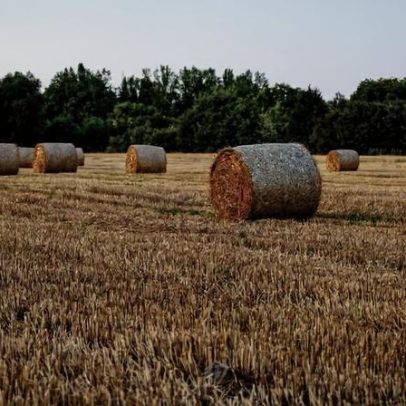 Governo paga 3,3 milhões de euros a 431 agricultores afetados pelo mau tempo