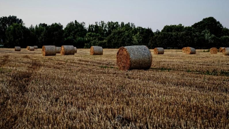 Agricultura no Alentejo