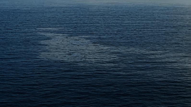 PAN Açores condena a morte violenta de tubarão em Rabo de Peixe