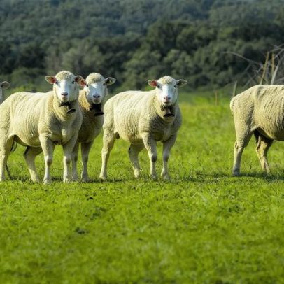 Páscoa mais cara: borrego e cabrito sobem de preço