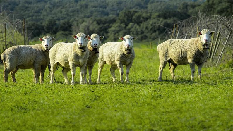 Preços do cabrito e borrego disparam antes da Páscoa