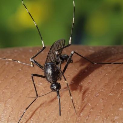Mosquito transmissor de dengue e febre amarela expande a 28 concelhos em 2025