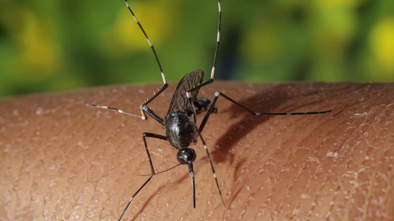 Mosquito transmissor do dengue