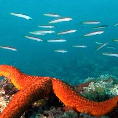 Mais de 110 espécies marinhas descobertas em águas inexploradas do nordeste australiano