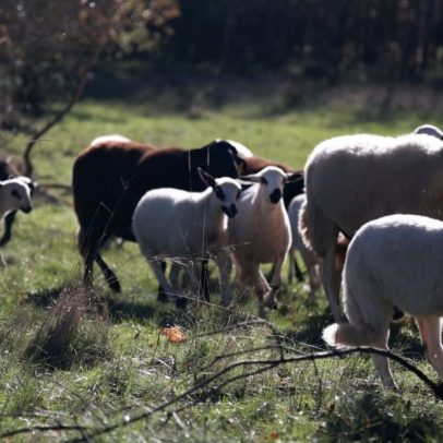 Governo defende renovação de pastores para aumentar gado e reduzir mato