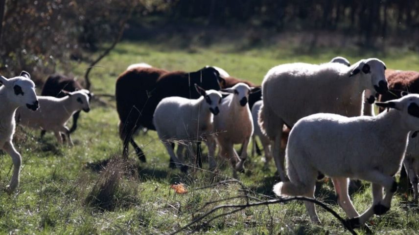 Governo defende renovação de pastores para aumentar gado e reduzir mato