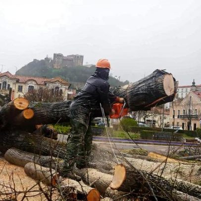 Mata Nacional de Leiria vende árvores tombadas pela depressão Kristin e cria memorial