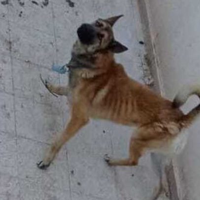 PSP prende dois por maus-tratos a cão em Alverca