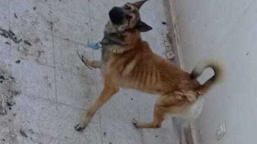 PSP prende dois por maus-tratos a cão em Alverca