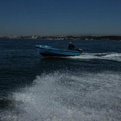 Diretor-geral confirma casos de contaminação por amêijoa japonesa do Tejo