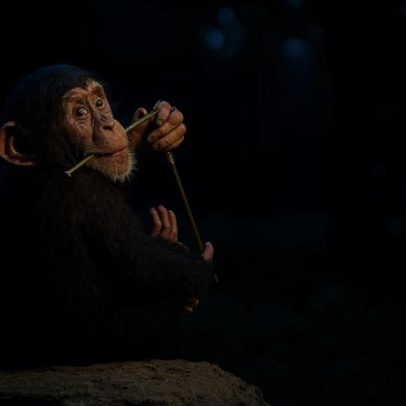 Conflito chega aos chimpanzés no Uganda