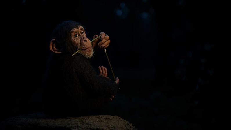 Guerra atinge chimpanzés no Uganda, com 24 primatas mortos