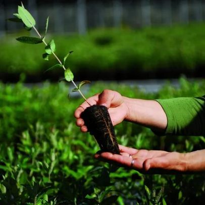 Eucalipto: papel-chave na proteção das florestas, segundo estudo