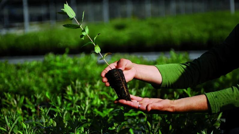 Eucalipto: papel-chave na proteção das florestas, segundo estudo