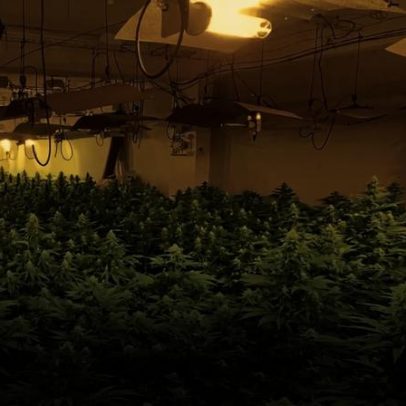 Condenados à prisão por abastecer estudantes com cannabis