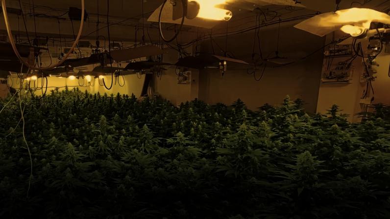 Aspeto da plantação ilegal de canábis desmantelada pela PSP
