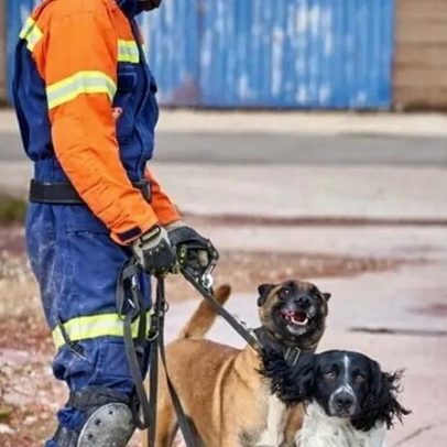 Bombeiros Sapadores de Lisboa recebem dois cães de salvamento