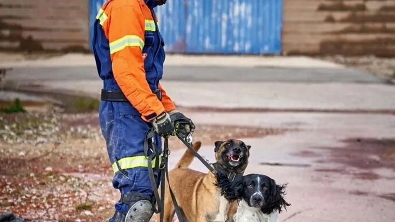 Bombeiros Sapadores de Lisboa recebem dois cães de salvamento