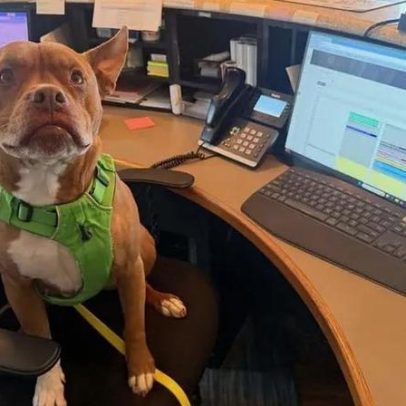 Pitbull vira sensação online por comportar-se como gato: história de Ulysses