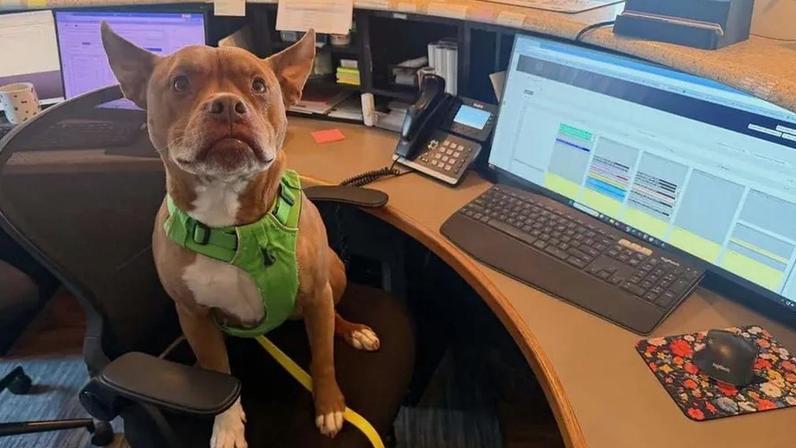 Este pitbull tornou-se viral por ter comportamentos de... gato. Conheça a história de Ulysses