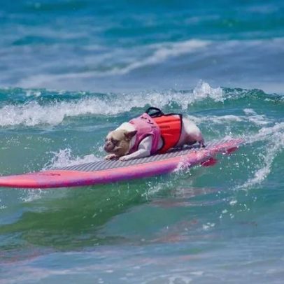 Surf Canino leva cães a surfar na Praia de Carcavelos