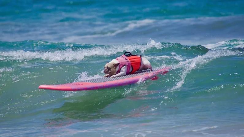 Surf Canino leva cães a surfar na Praia de Carcavelos