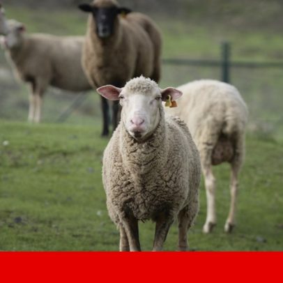 Câmara de Sousel planeia centro interpretativo dedicado ao borrego