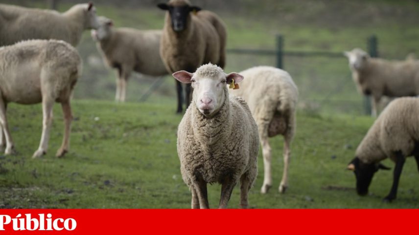 O sector ovino tem uma importância histórica e económica no concelho